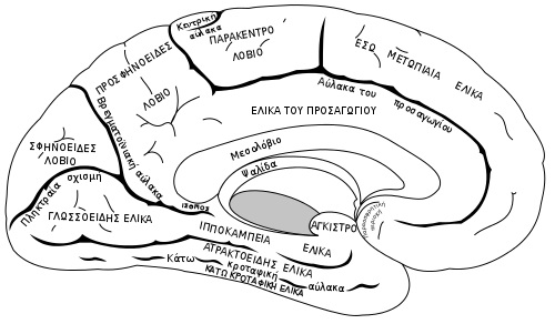brain