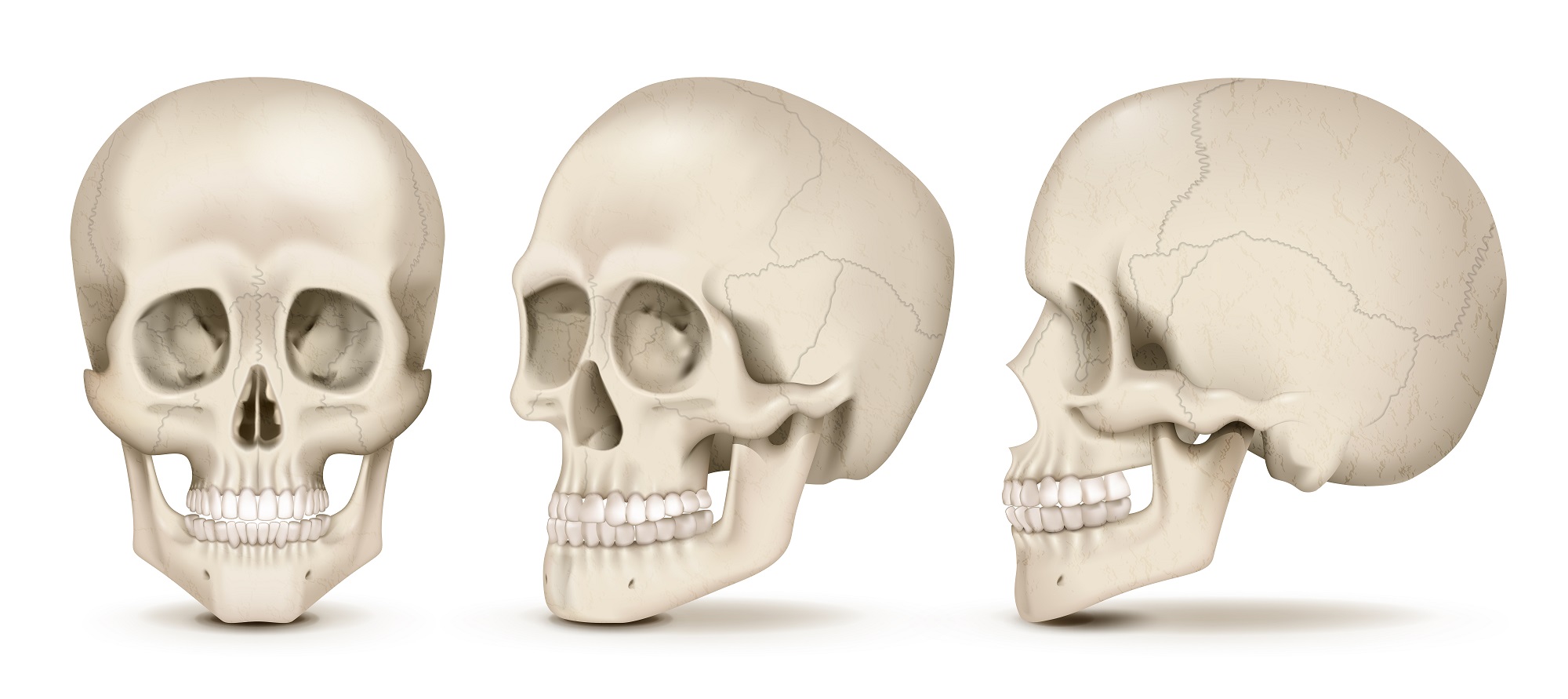 skull