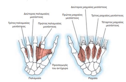 interosseus muscles