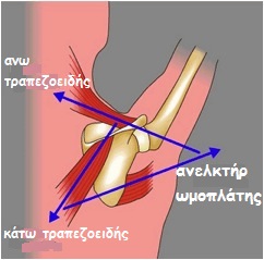 scapulawing