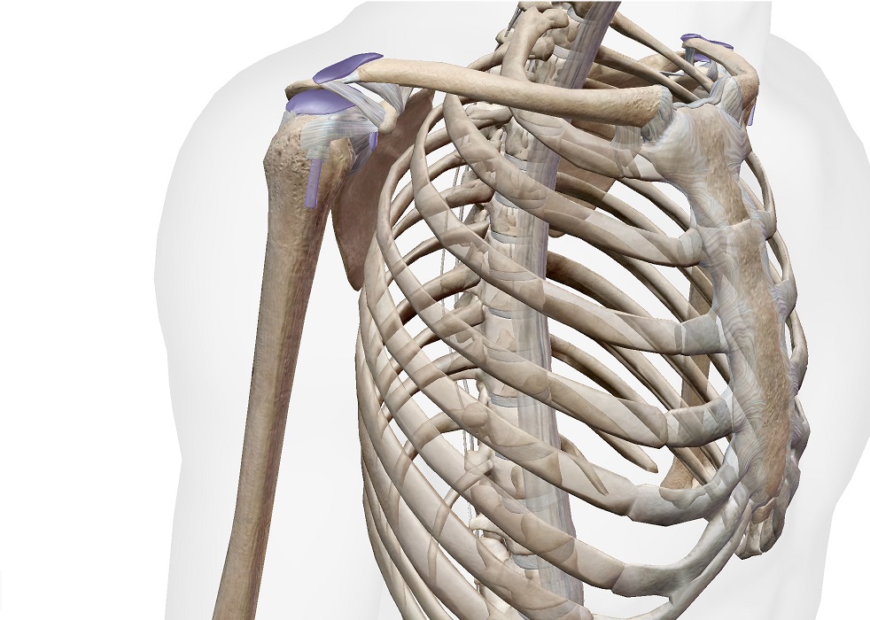 shoulder