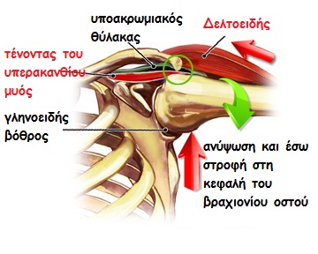 shoulderimpinge