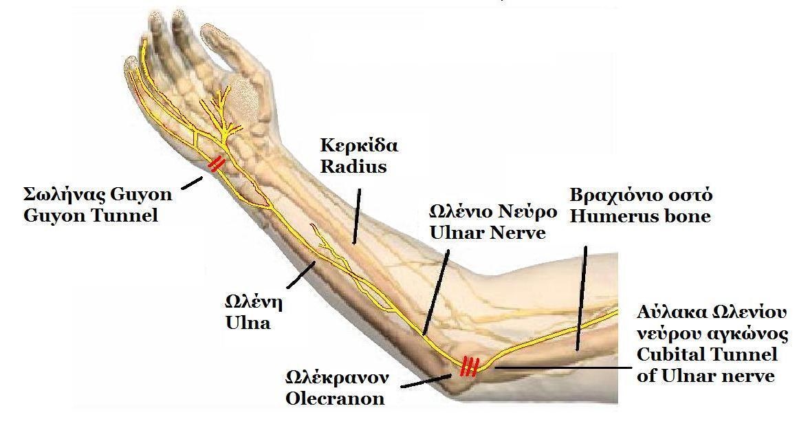 ulnar6