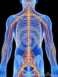 spinal2