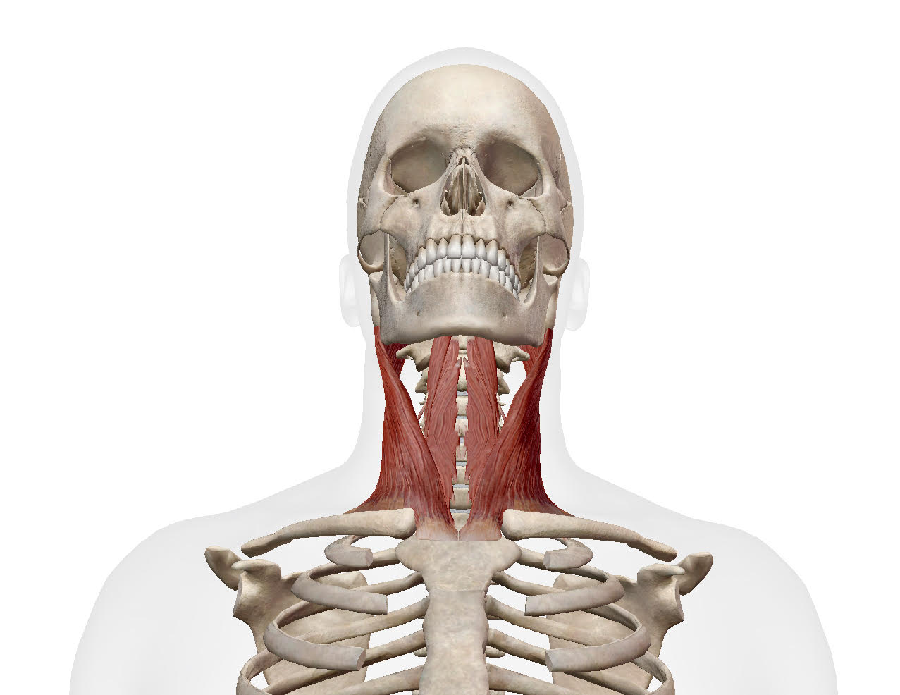 cervical flexion