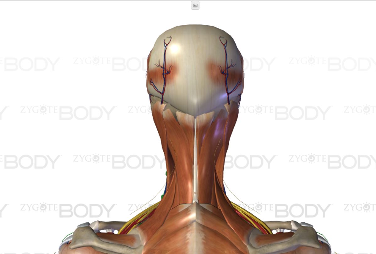 extensor muscles.1