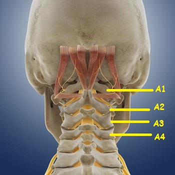 suboccipital 3