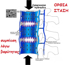 hydraulics-compression-with-endplate-pores-300x266