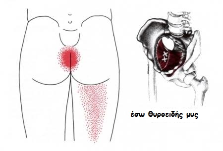 Sphincter Ani Levator Ani Coccygeus Obturator Internus