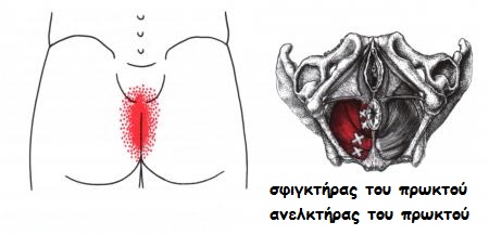 Sphincter Ani Levator Ani Coccygeus Obturator Internus 2
