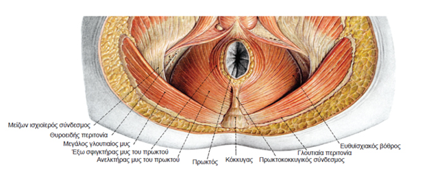 colon rectum and anus 45 20160113 1277245195