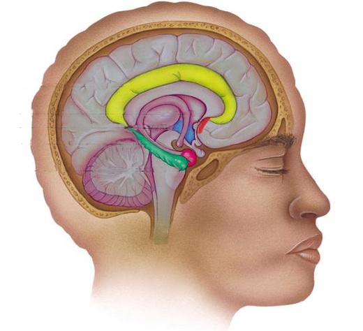 090626limbic