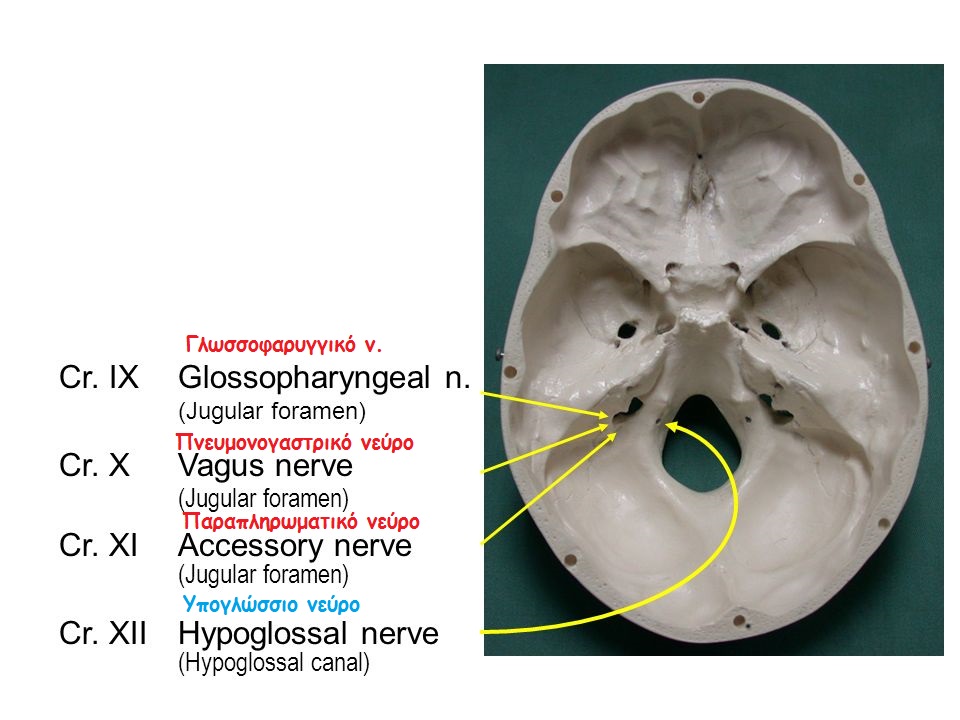 Cranialcavitiesseenfromabove
