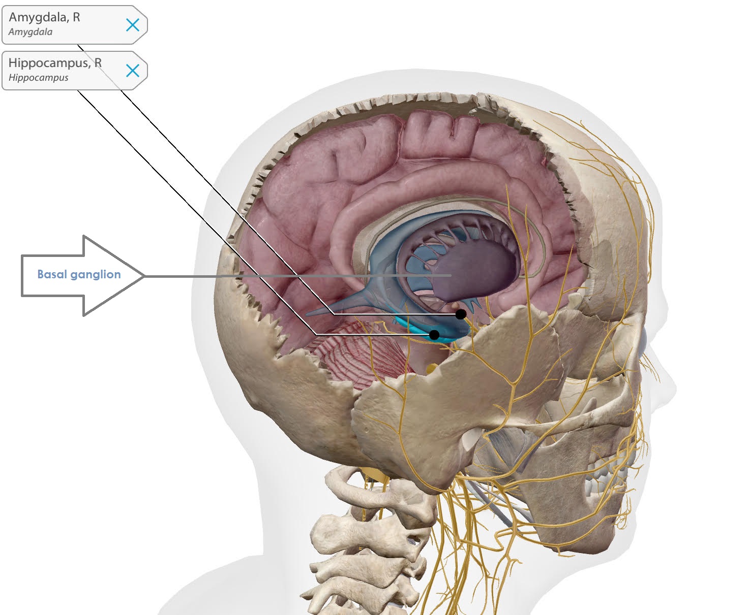 amygdala
