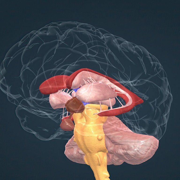 anatomy basal ganglia1