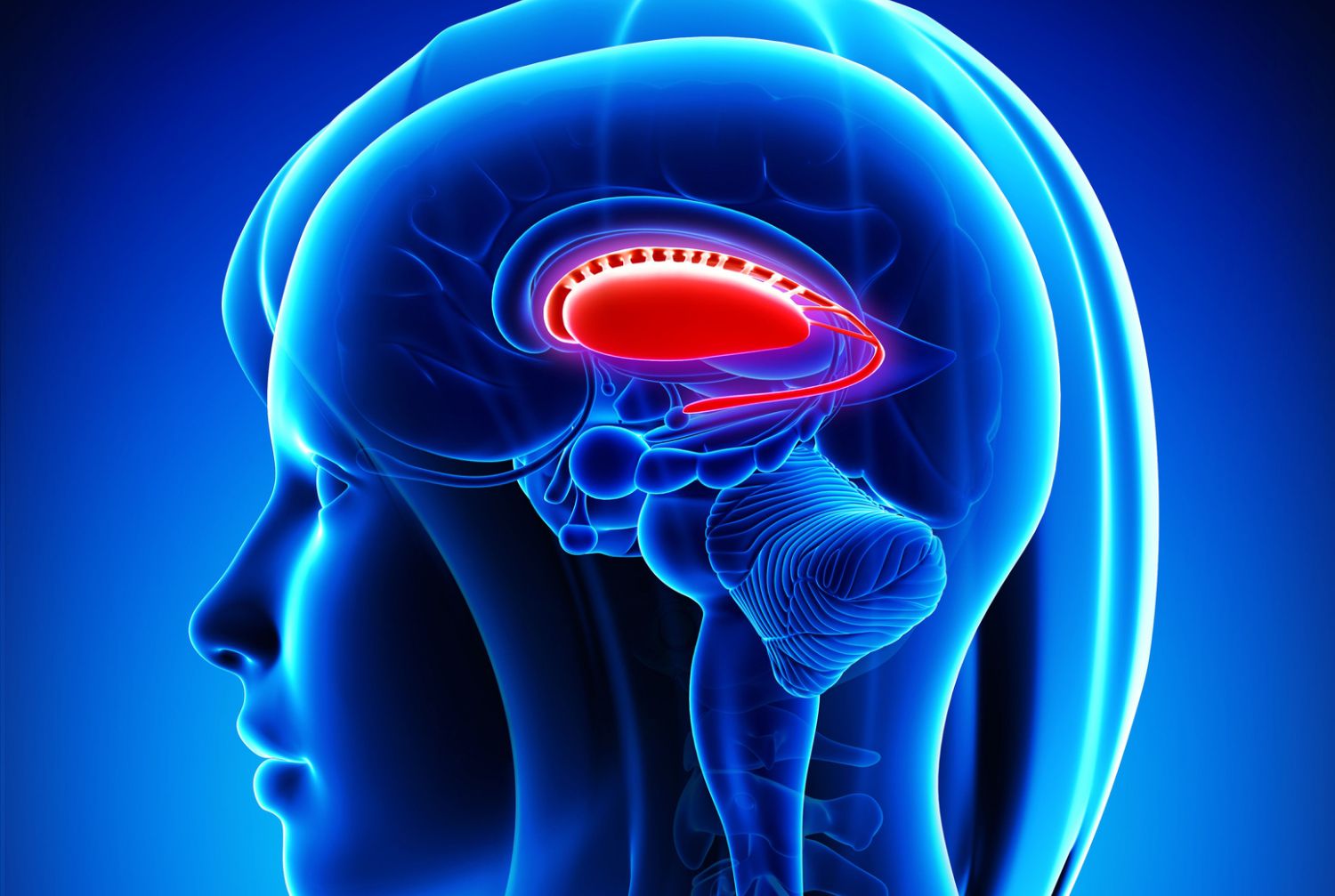 basal ganglia