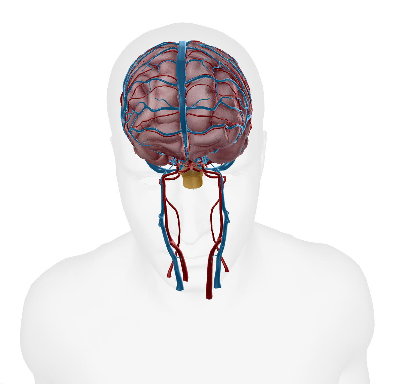 brain