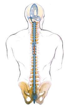craniosacral system