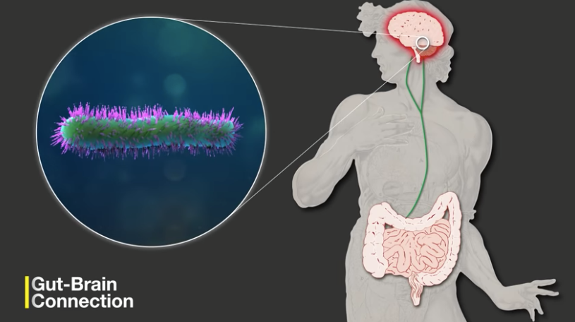 gut brain connection
