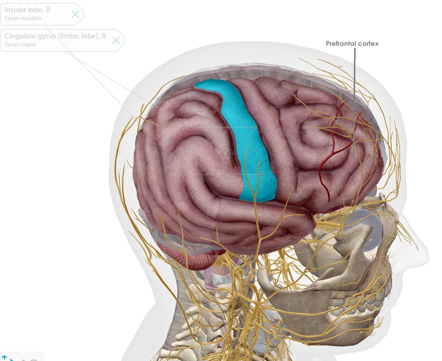 insula