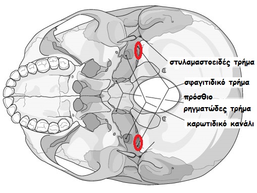 jugular foramen
