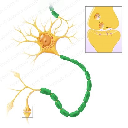 myelin