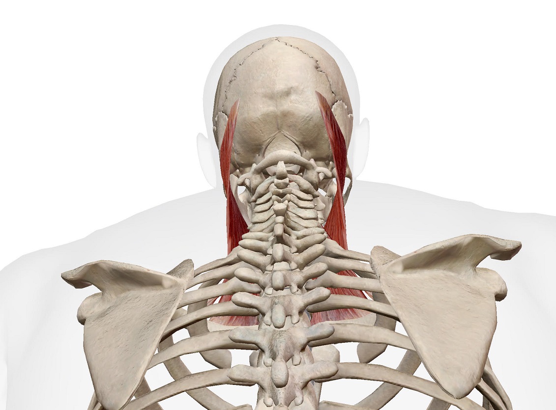 sternocleidomastoid