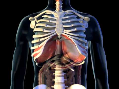 diaphragm