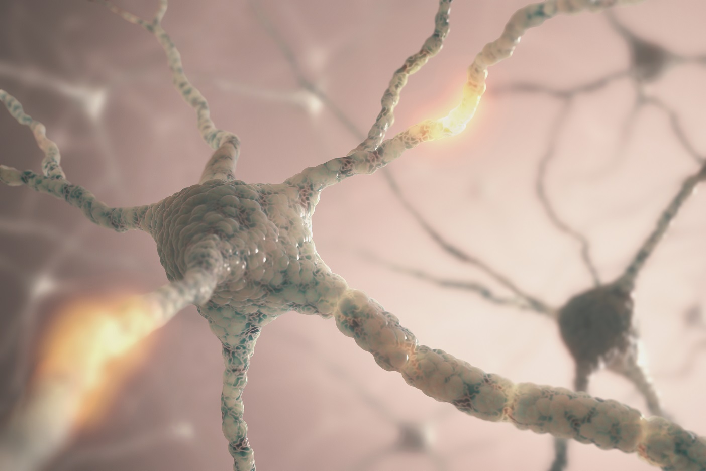 neurons