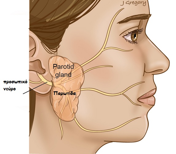 facial nerve2