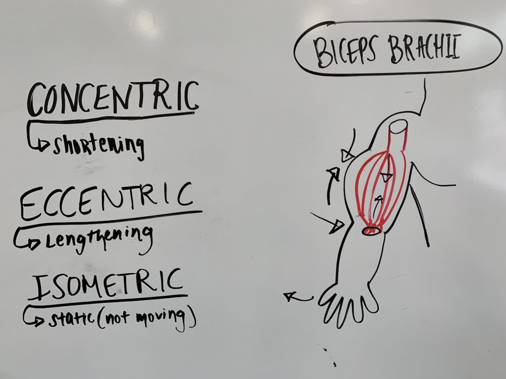 3 Muscle Contractions 1024x768