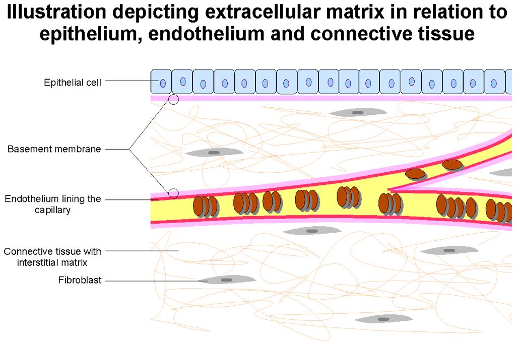 extracellular