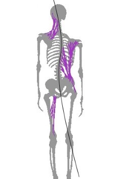 fasciatensionline