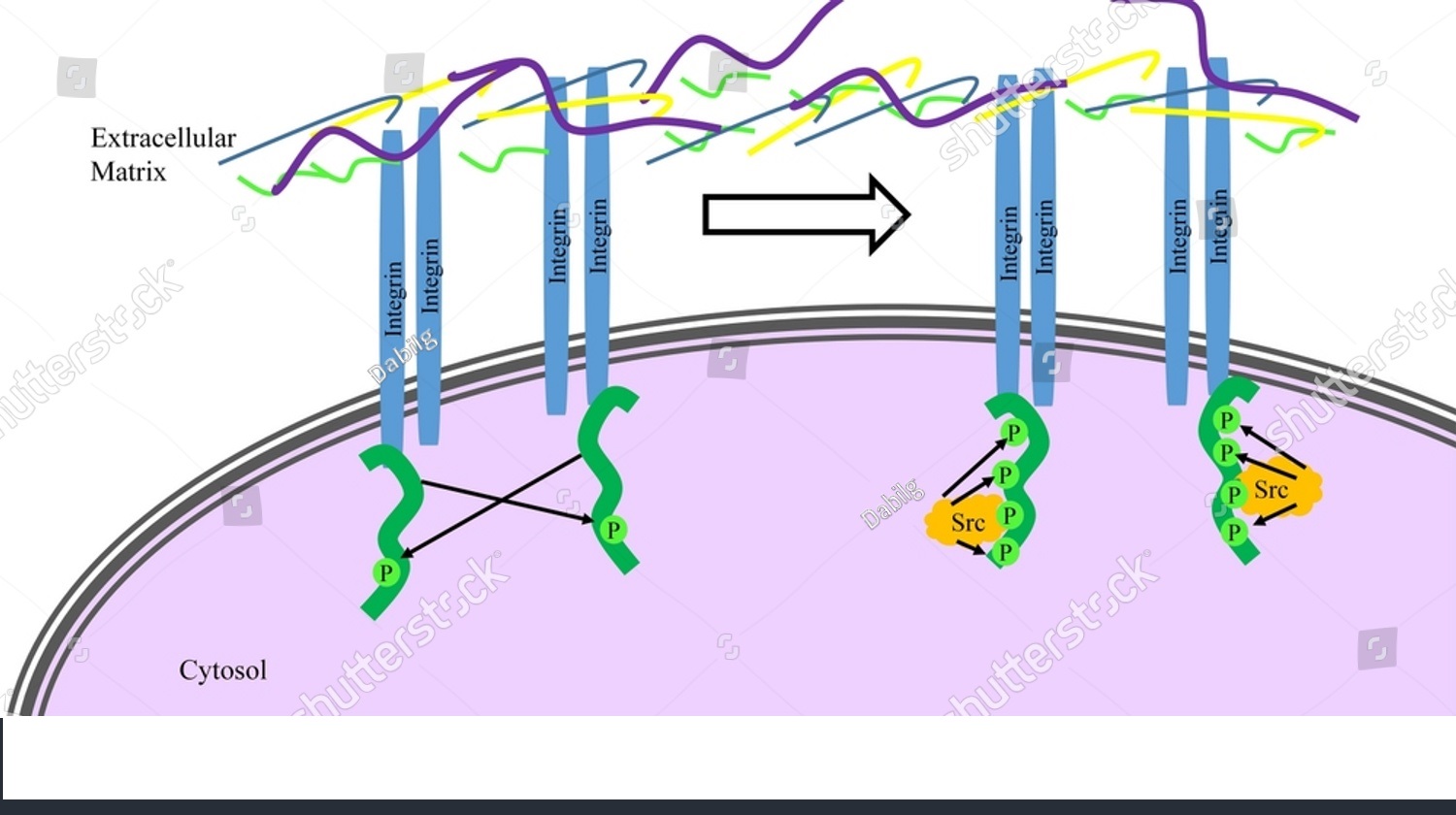 stock photo illustration of integrin