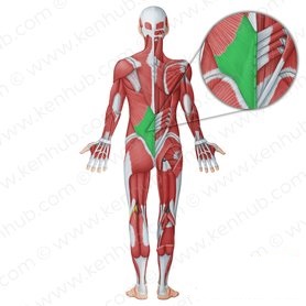 thoracolumpar fascia.1