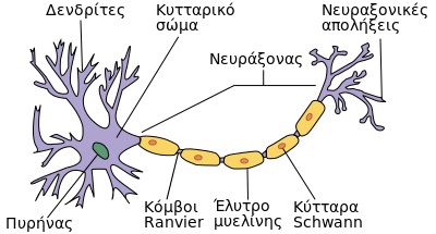 400px-Neuron el
