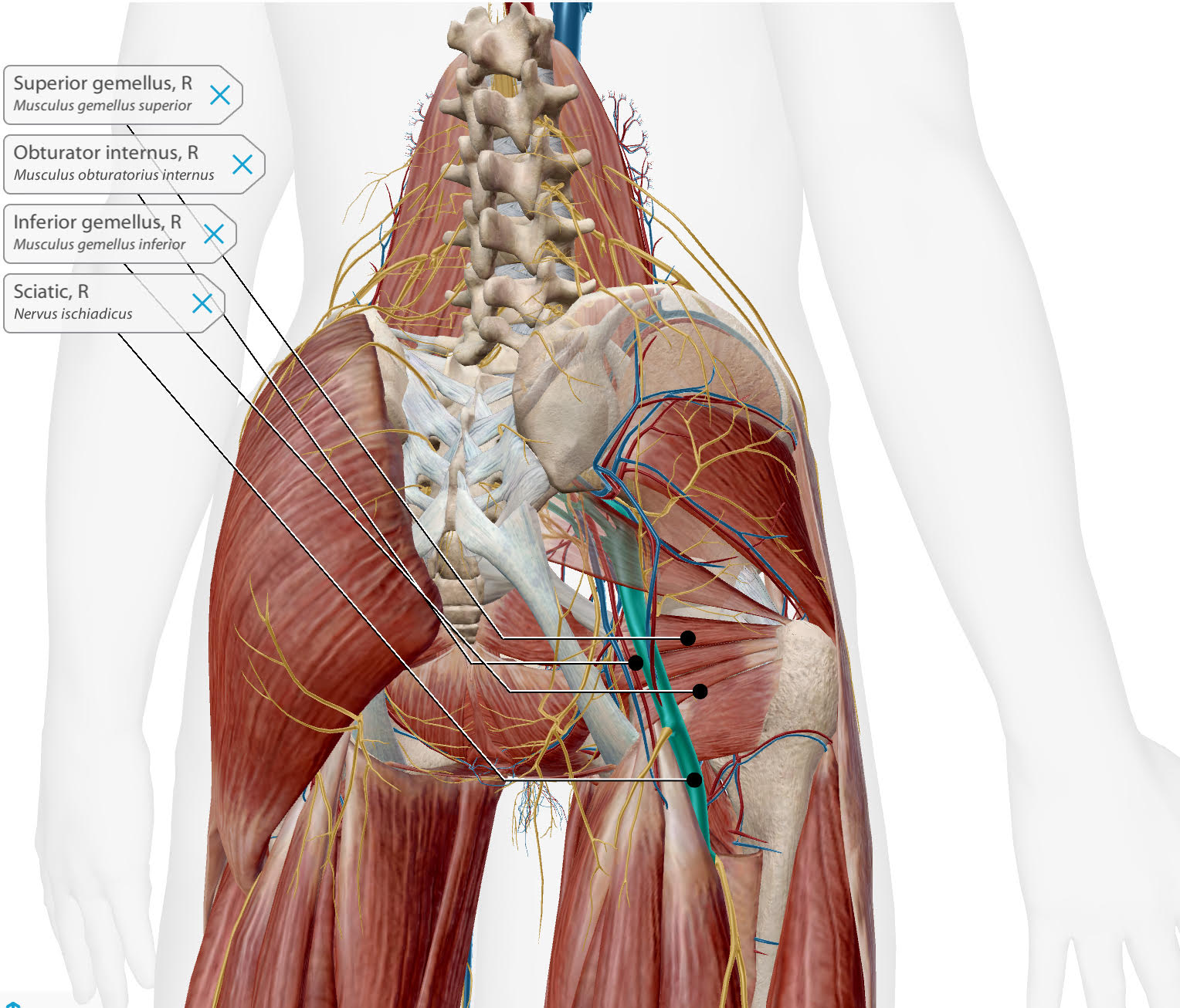 gemelli obturator internus