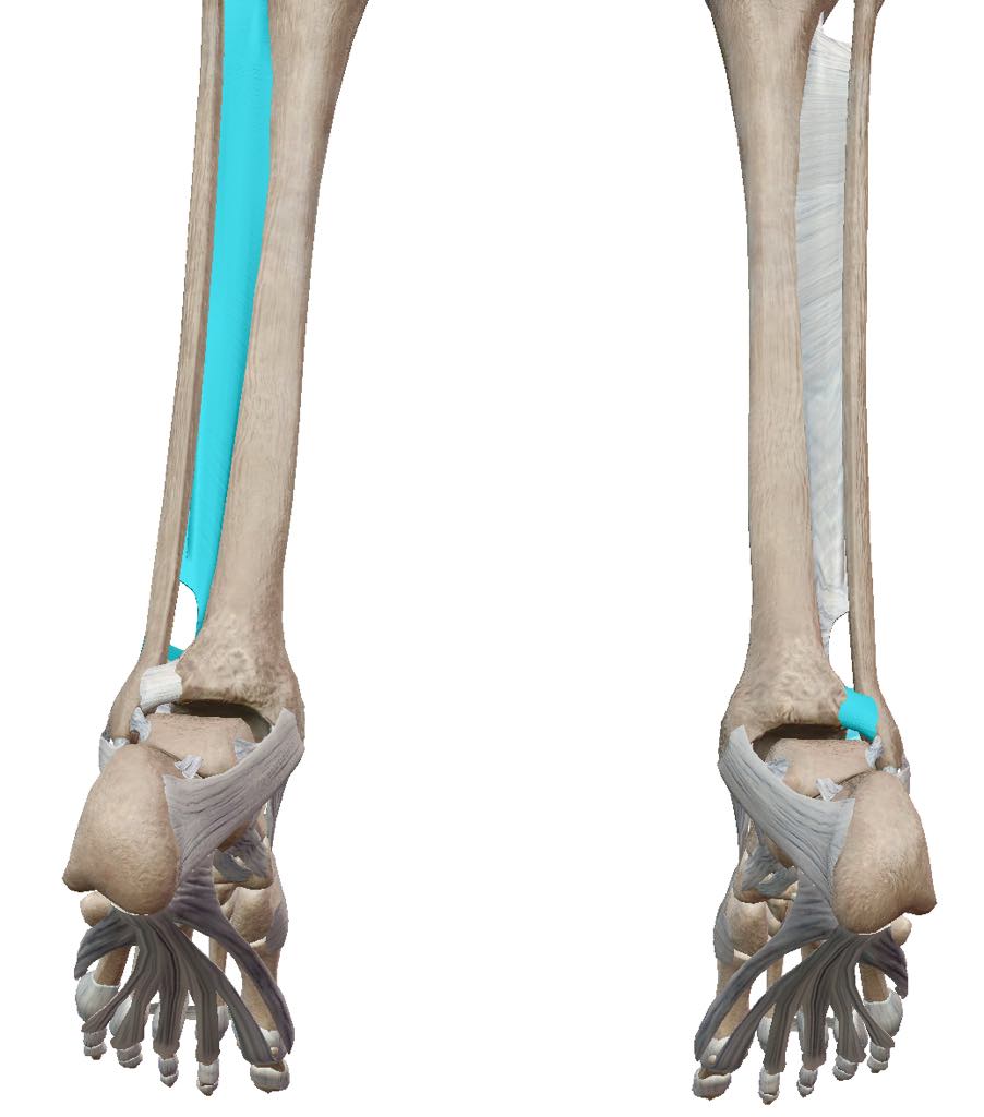SYNDESMOSIS11
