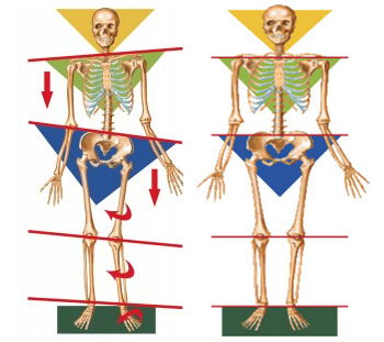 feetscansbodies