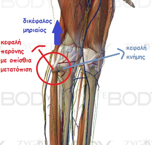 tibia
