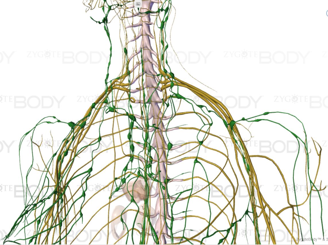 lymph system1