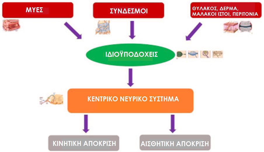 fascia adaptiongr