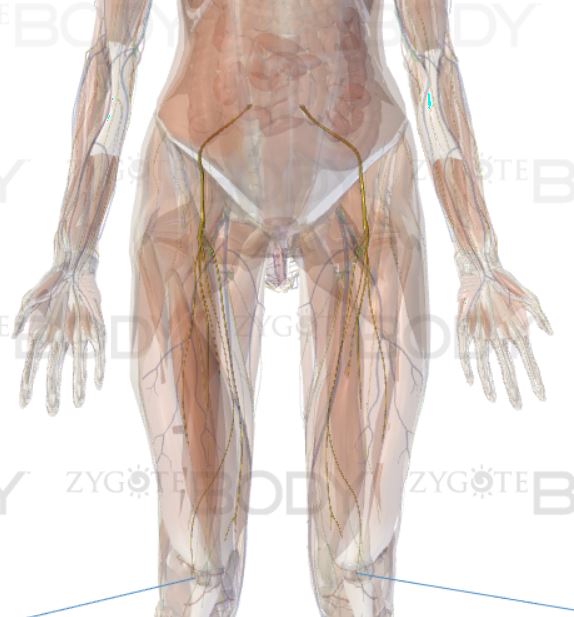 femoral