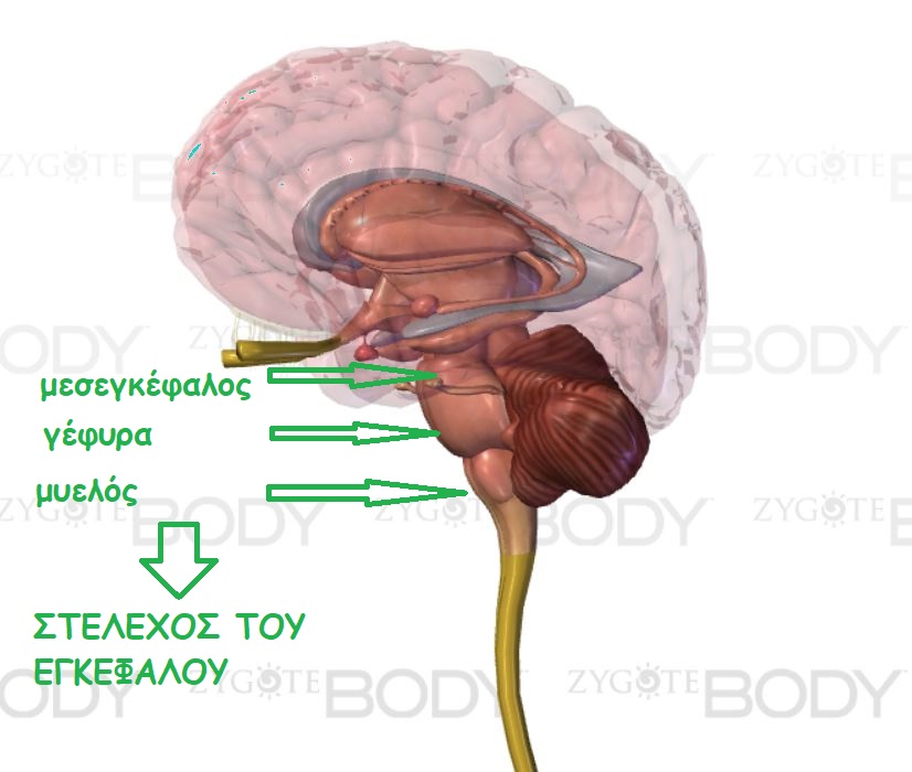 pons medulla