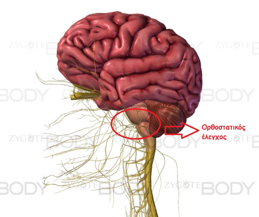 pons medulla1