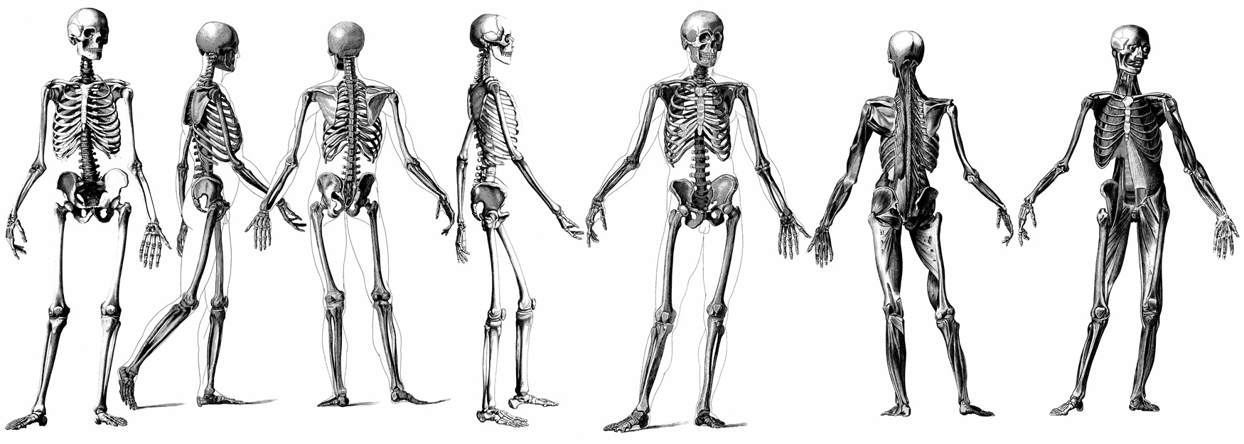 skeletons human anatomy physiology