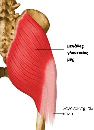 Gluteus Maximus