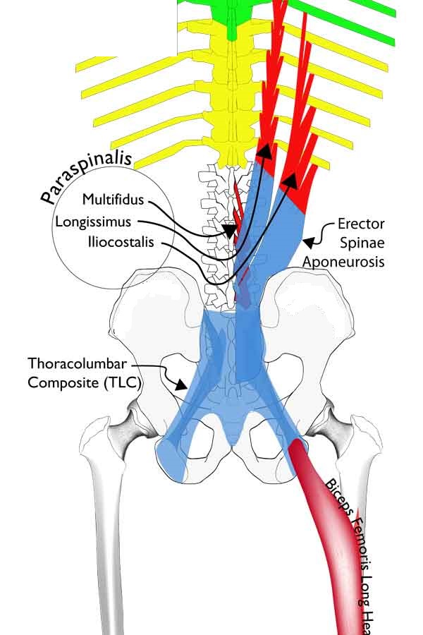 anatomy-tlc