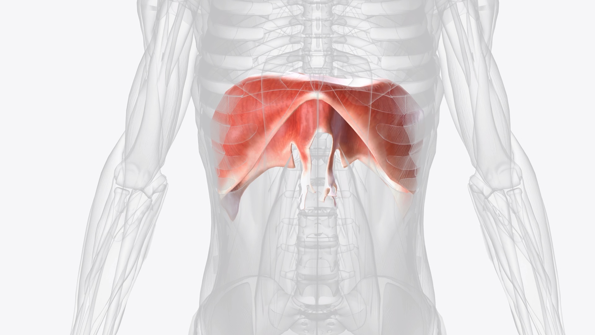 diaphragm 