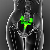 sacral